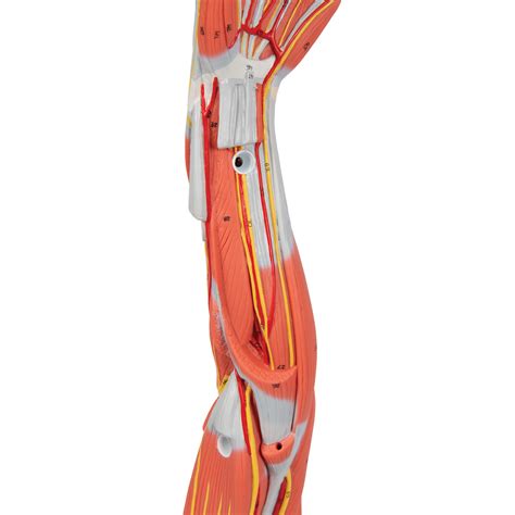 anatomical teaching models plastic human muscle models muscle arm model