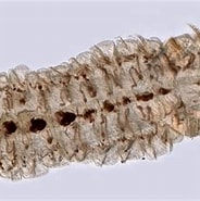Afbeeldingsresultaten voor "polydora Ciliata". Grootte: 184 x 158. Bron: www.marinespecies.org