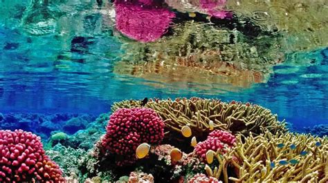 los arrecifes de coral hierven vivos bajo el mar