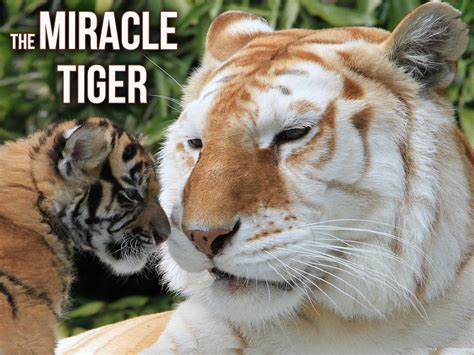amazon com watch the miracle tiger prime video