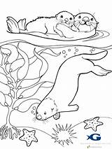 Otter Coloring Pages Sea Otters River Colouring Baby Printable Drawing Outline Sheets Animal Line Print Google Detailed Color Pokemon Search sketch template