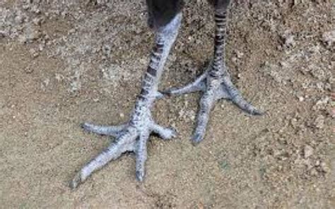 scientist find bird foot  extremely long toe