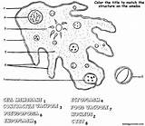 Coloring Cell Ameba Biology Amoeba Diagram Label Human Worksheets Worksheet Color Protist Sketch Protists Pages Biologycorner Answer Life Cells Structures sketch template