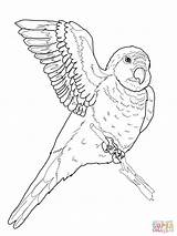 Parrot Quaker Pappagallo Pappagalli Papagei Ausmalbilder Papageien sketch template