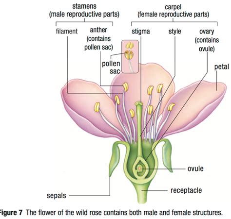 22 Female Structure Of A Flowering Plant That Had Gone Way Too Far