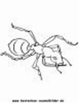 Ameise Ameisenhaufen Insekten Ausmalbild Kostenlose sketch template
