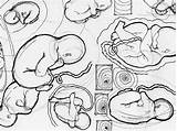 Embryo Fetus Drawing Sketches Easy Line Dribbble sketch template