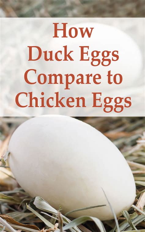 duck egg vs chicken egg nutrition facts propranolols
