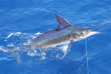 striped marlin fishing fin field