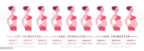 pregnancy development by months isolated vector illustration stock
