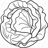 Cabbage Clipart Clipground sketch template