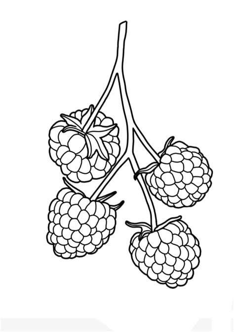 coloring pages printable raspberry coloring pages  kids