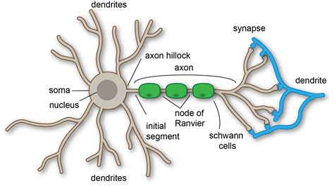 fileanatomy  neuronpng wikimedia commons