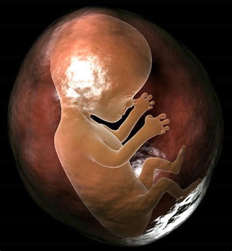 fetus pictures images  stock  istock