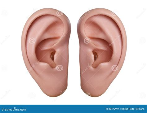 human ears stock images image