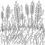 Colorare Campo Grano Feld Barley Growing Weizens Schwarzweiss Gerste Ryes Orzo Segale Nero Rye sketch template