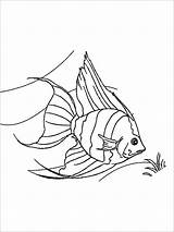 Coloring Angelfish Pages Printable Fish Template Coloringbay Recommended Color Kids sketch template