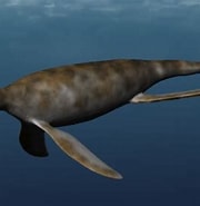 Afbeeldingsresultaten voor "lopadorhynchus Krohne". Grootte: 180 x 185. Bron: www.thoughtco.com