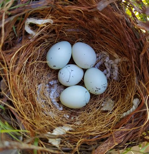 finches lay eggs thriftyfun