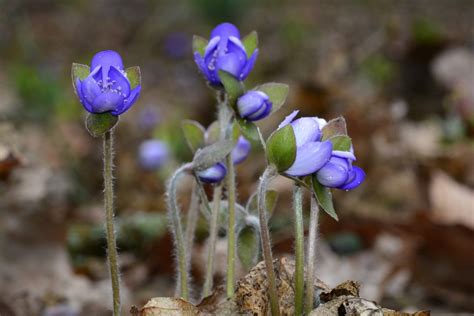 kostenlose foto natur fruehling botanik blau schliessen flora