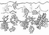 Ocean Coloring Drawing Pages Sea Plants Underwater Floor Ecosystem Life Creatures Clipart Animals Drawings Seaweed Pencil Water Fish Getdrawings Drawn sketch template