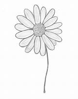 Daisy Drawing Outline Daisies Sketch Gerber Drawings Flowers Flower Gerbera Tattoo Small Sunflower Simple Chain Margaritas Tumblr Dibujo Sketches Getdrawings sketch template