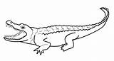 Cocodrilos Crocodile Colorear24 Crocodiles sketch template