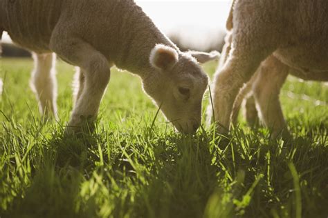 la alimentacion de las ovejas gestion agroganadera