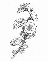 Blossom Plum Blossoms Ume Tattoos Designlooter sketch template