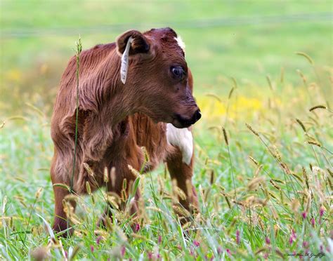young bull calf pentax user photo gallery