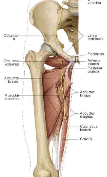 nerves pelvis obturator nerve ranzcrpart1 wiki fandom