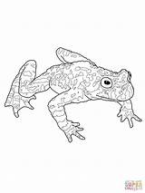 Toad Coloring 58kb 1600px 1200 sketch template