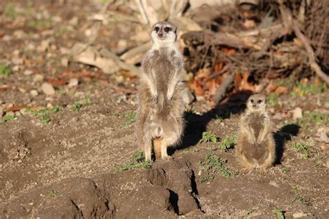 meerkat     meerkat duo burgers zoo arnhem theo stikkelman flickr