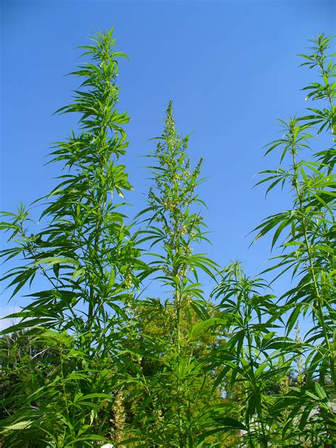 cannabis sativa  indica medical marijuana