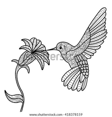 hummingbird flower coloring book adults vector