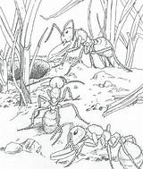 Kleurplaat Mieren Fourmi Kleurplaten Natuur Mier Volwassenen Ant Natur Ums Rund Kleuterdigitaal Ants Cigale Colorier Colony Grond Insecten Rondom Kleuren sketch template
