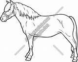 Haflinger Clipart Clipground sketch template