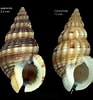 Afbeeldingsresultaten voor "nassarius Incrassatus". Grootte: 93 x 100. Bron: www.marinespecies.org