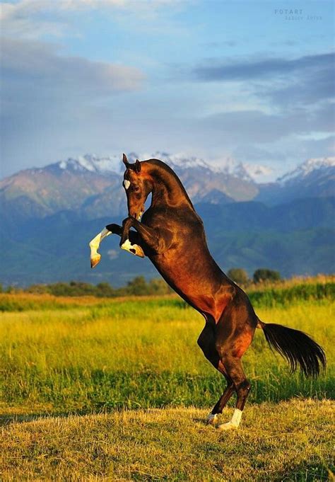 beautiful horse rearing  cavalli pinterest