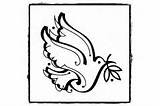 Simbol Porumbelul Pacii Planse Colorat Reprezinta Cioc Maslin Ramura Lume Intreaga Universdecopil sketch template