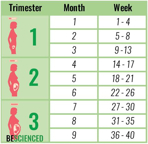 how to calculate pregnancy in weeks months and trimesters bescienced