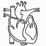 Heart Human Diagram Drawing Lungs Body Clipart Simple Unlabeled Anatomical Outline Coloring Printable Template Anatomy Cartoon Kids Clipartmag Cliparts Pages sketch template