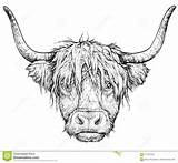 Cow Drawing Sketch Scottish Vector Illustration Painting Highland Bull Choose Board Realistic Isolated sketch template