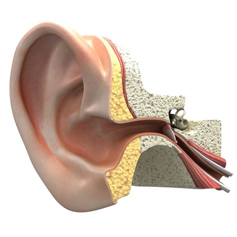 ear section model