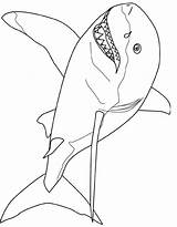 Coloring Pages Great Shark Printable Kids Template Color Print Colouring Outline Drawing Animals Cool Simple Templates Fish Tale Really Online sketch template