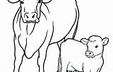 Cow Angus Cattle sketch template