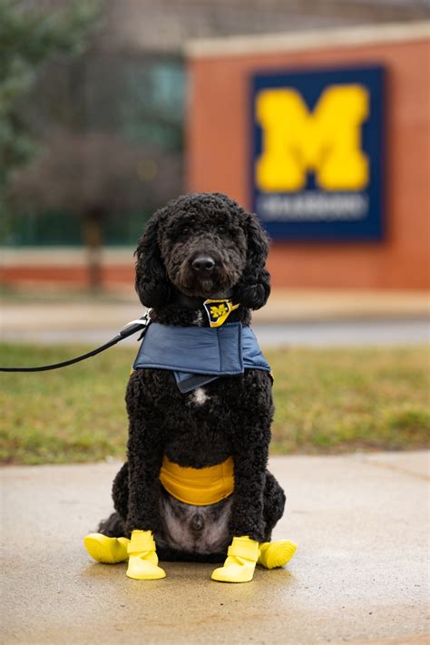 um dearborn unveils  therapy dog moses press  guide