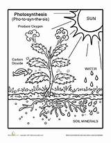 Photosynthesis Coloring Grade Worksheets Science Worksheet 3rd Kids Pages Life Nature Plants Curriculum Plant Teaching Drawing Education Clipart 6th Printable sketch template