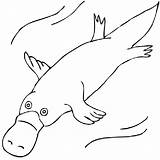 Platypus Billed Desenhos Wombat Aboriginal Ornitorrinco Colorir Clipartpanda Stew Ornithorynque Wikiclipart Coloriage sketch template