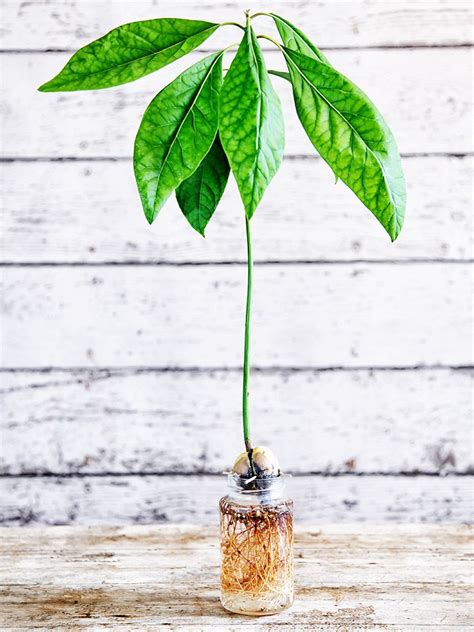 Avocadokern Einpflanzen So Einfach Gehts Beautiful Ideas